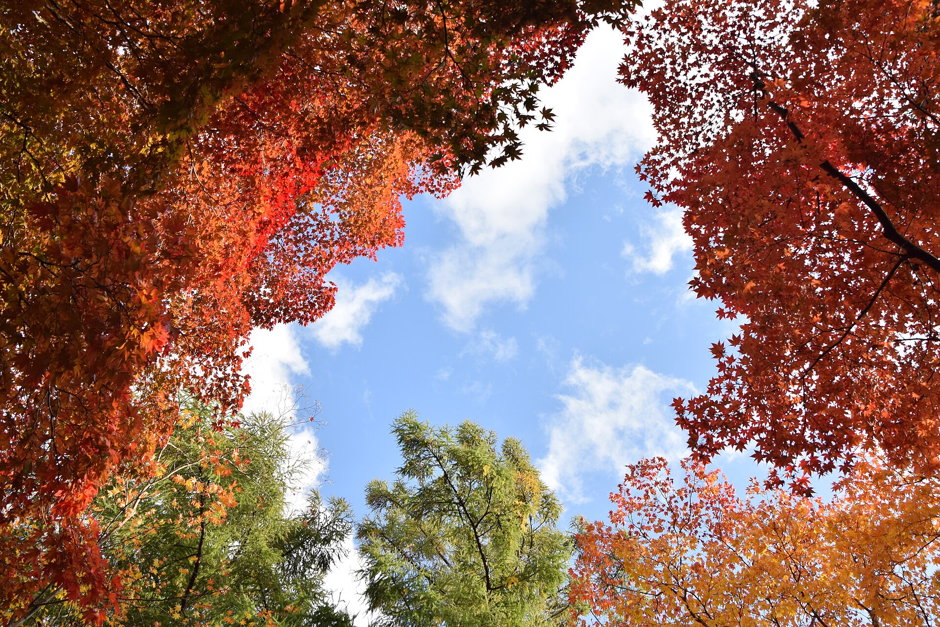 函館市の香雪園の紅葉（2020年撮影）