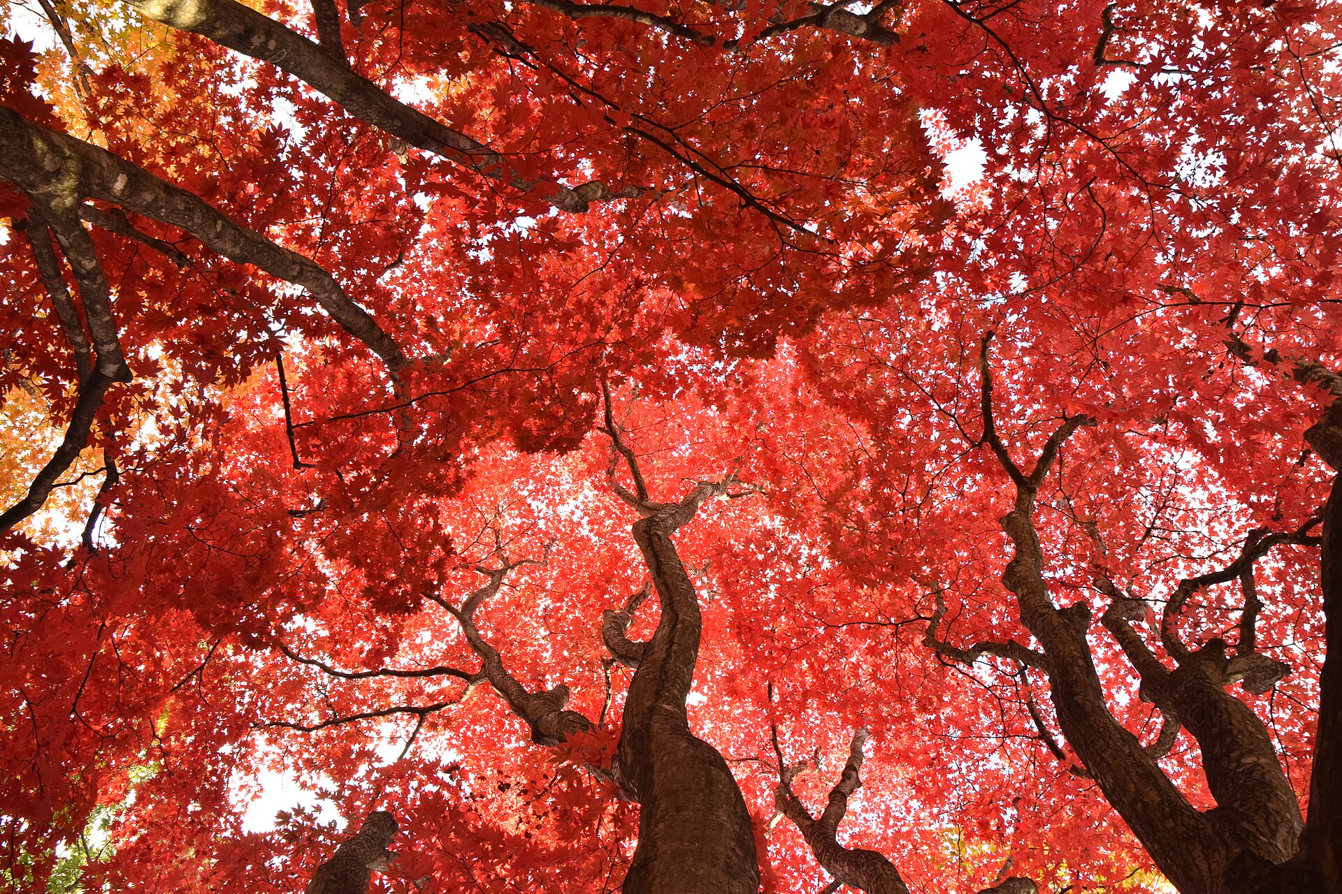 函館市の香雪園の紅葉（2020年撮影）