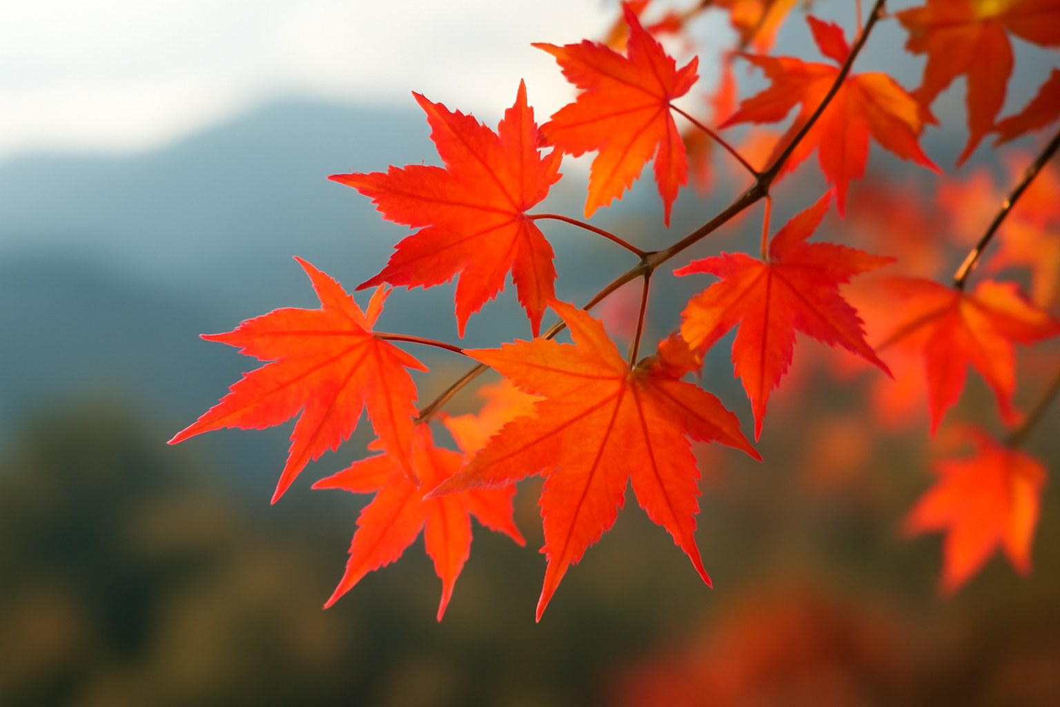 紅葉した葉のイメージ